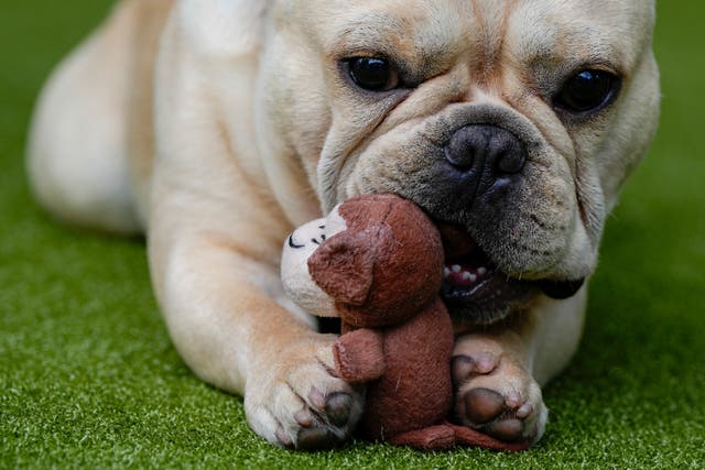 Dogs-Popular Breeds