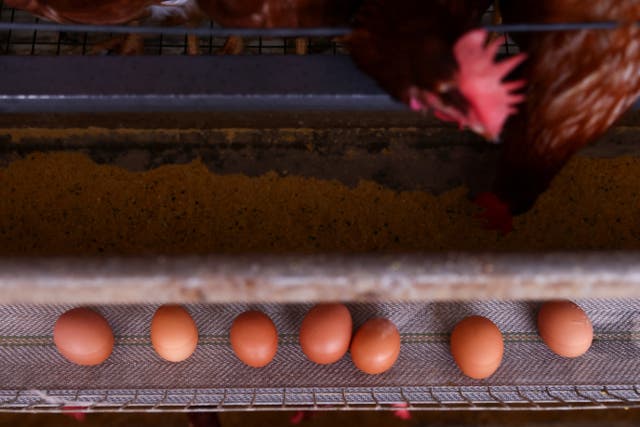 <p>More than 3,000 egg-related seizures have been made at the southern border so far this year</p>