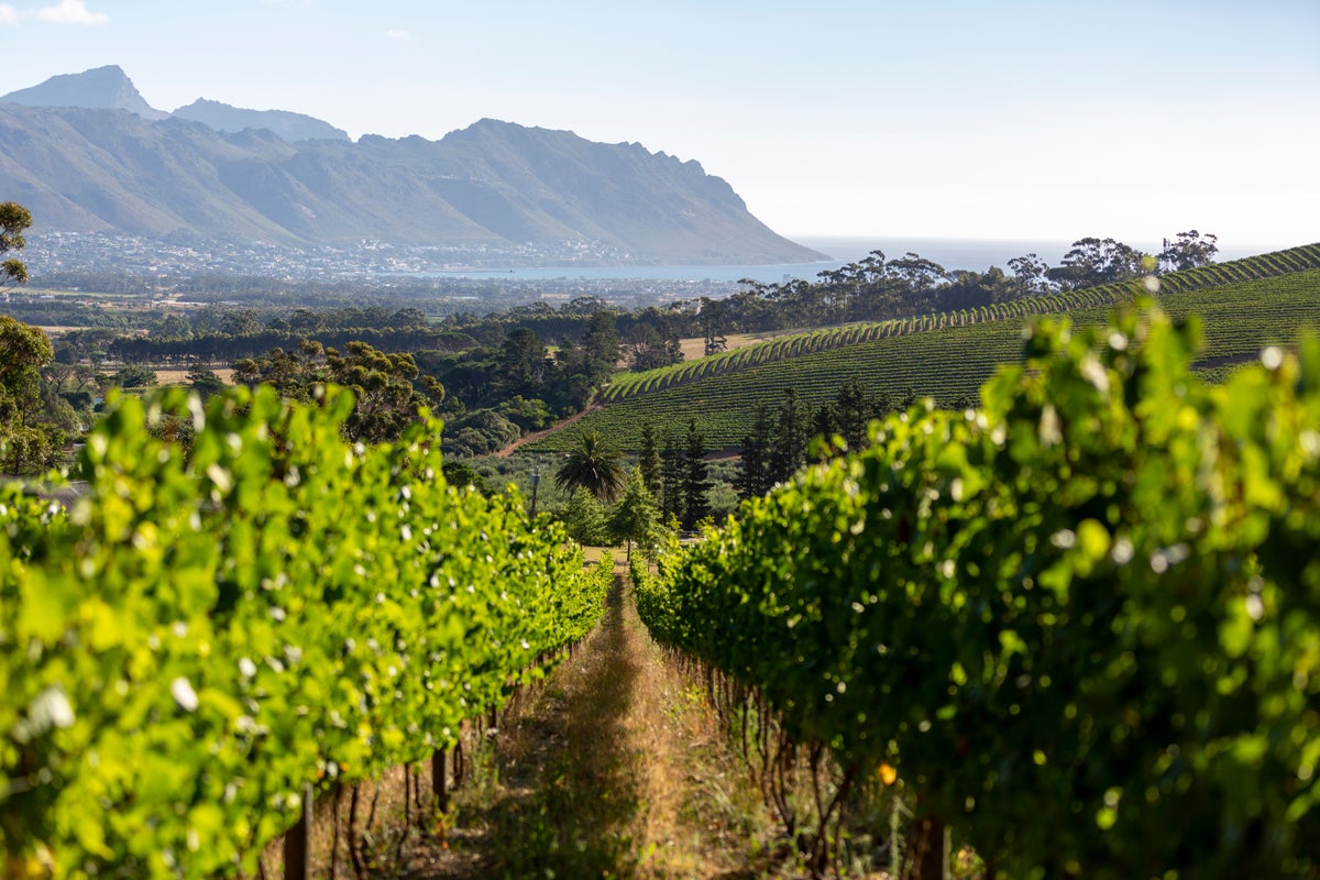 Why it’s time to stop under-estimating South African wine