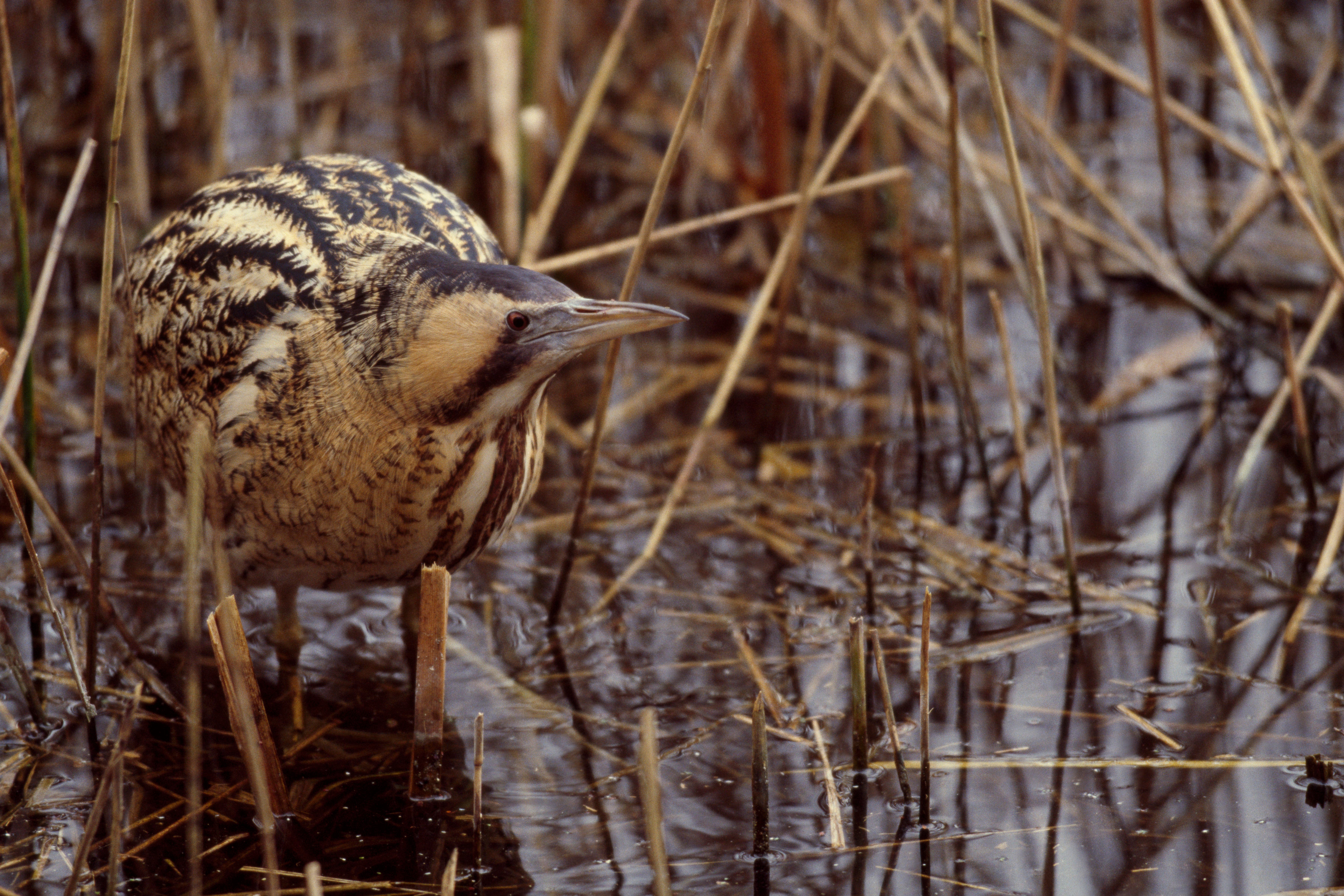 Bittern botaurus stellaris wading in reedbed at Lee Valley Country Park (Andy Hay/RSBP)