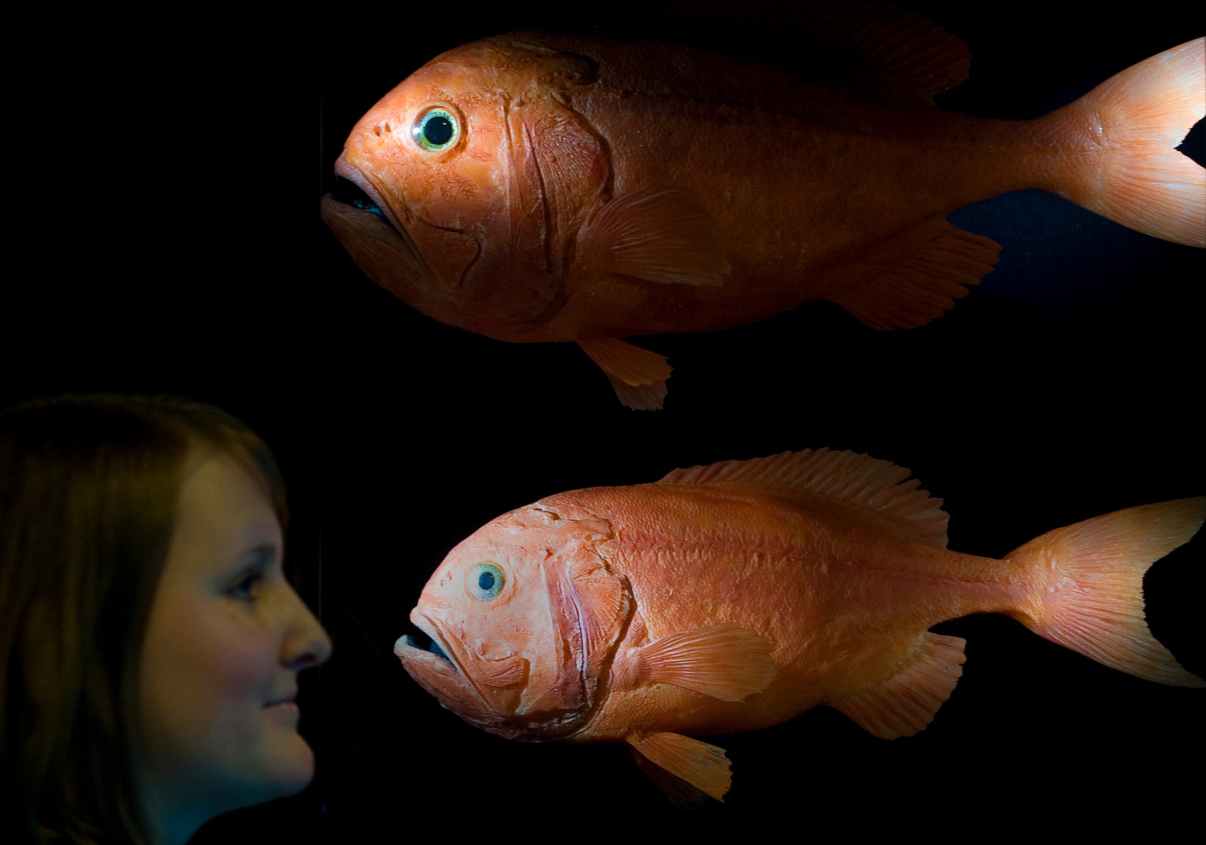 Archivo. Un empleado del museo analiza modelos de Orange Roughy en Dresde, Alemania