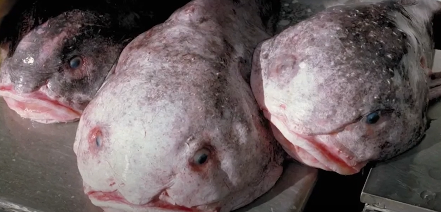 <p>Screengrab. Blobfish were once the mascot of Ugly Animal Preservation Society </p>