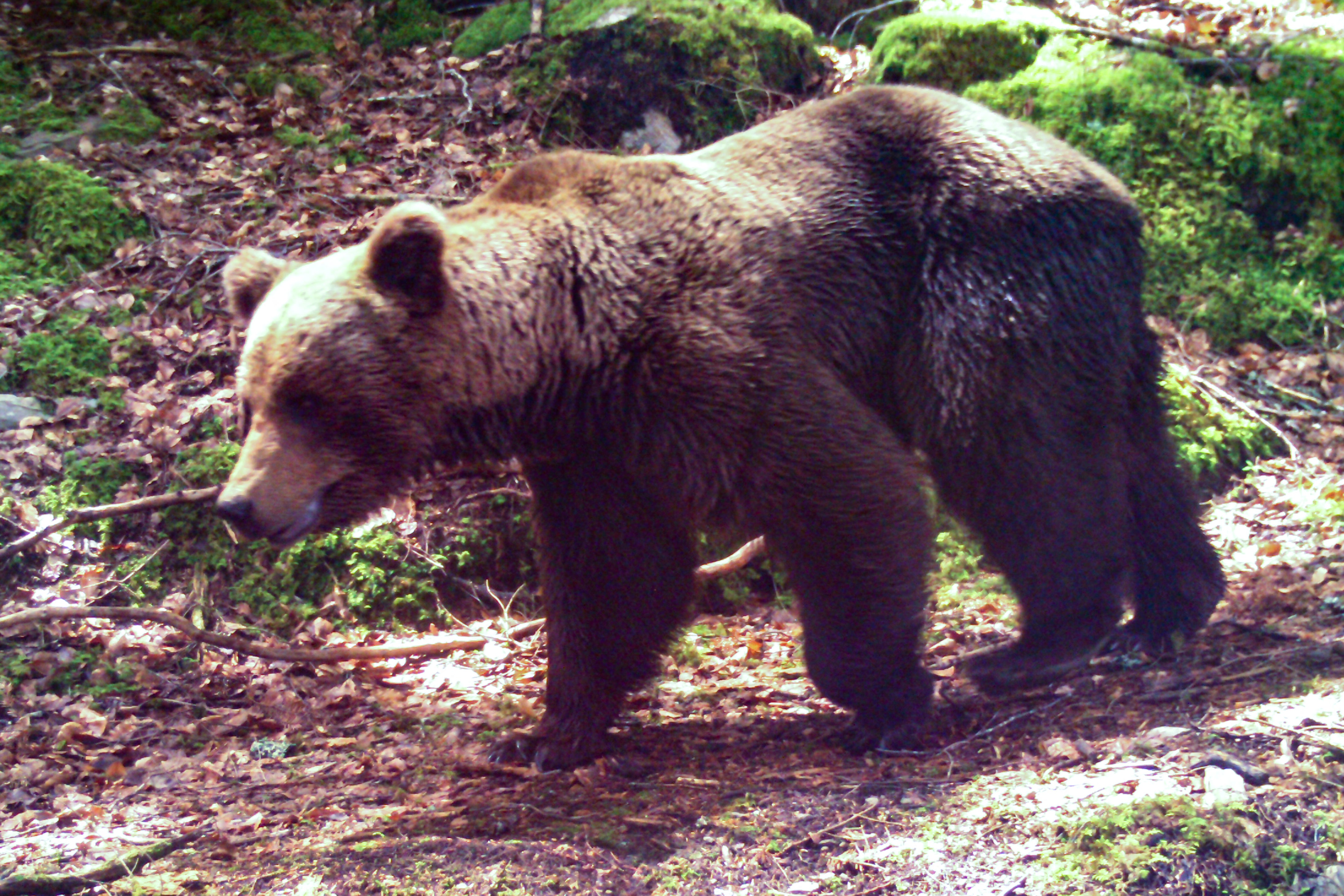 A bear in the French Pyrenees, captures by a camera trap in 2020