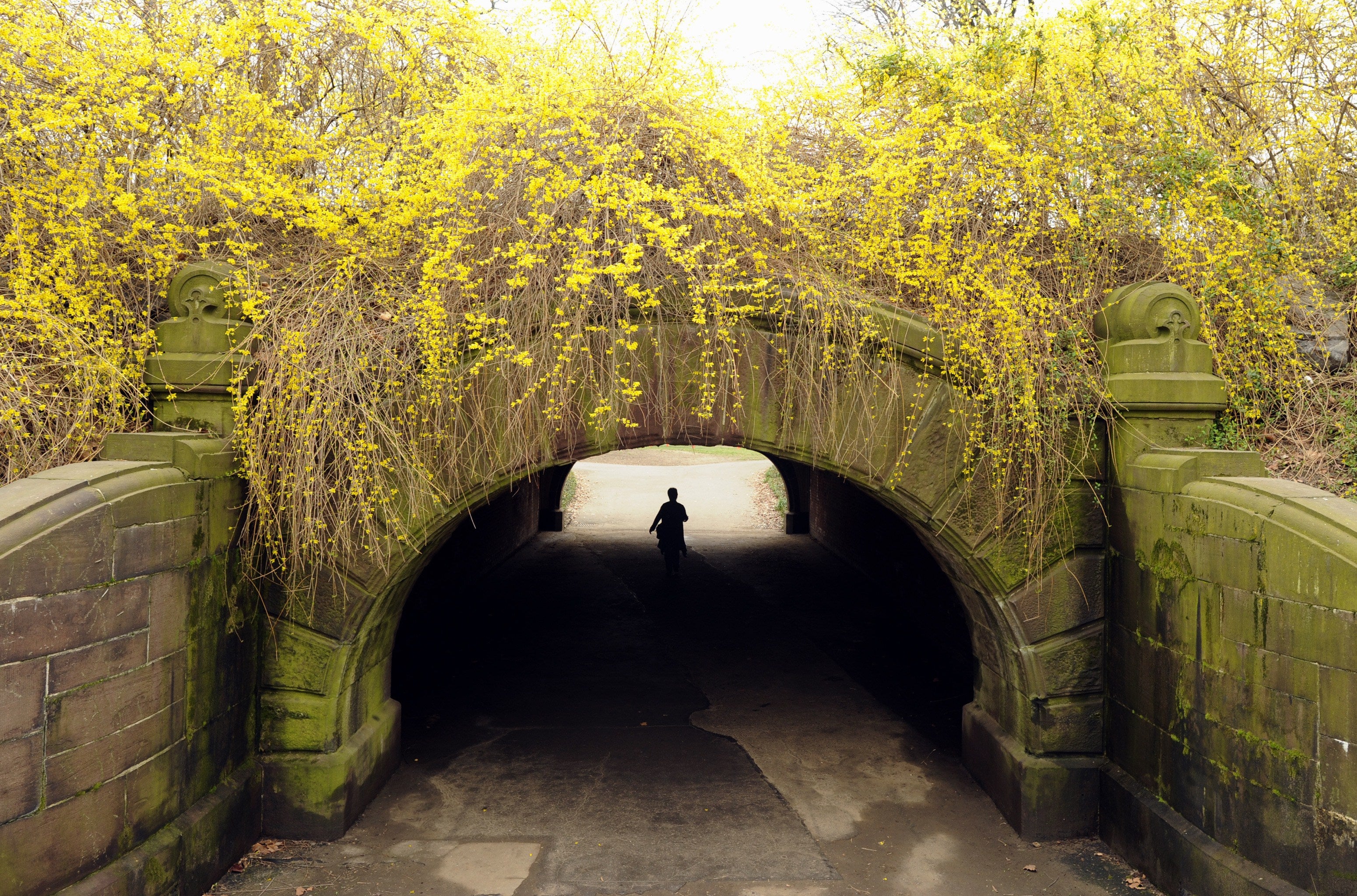 Climate change is making allergy seasons hit both earlier and longer. Forecasters say that trend will continue. Poll when it hits surfaces or cars has a green hue