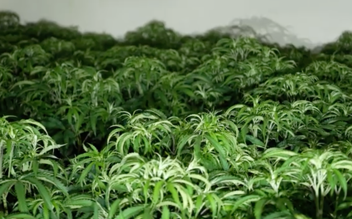 <p>500 cannabis plants discovered in Northamptonshire village</p>