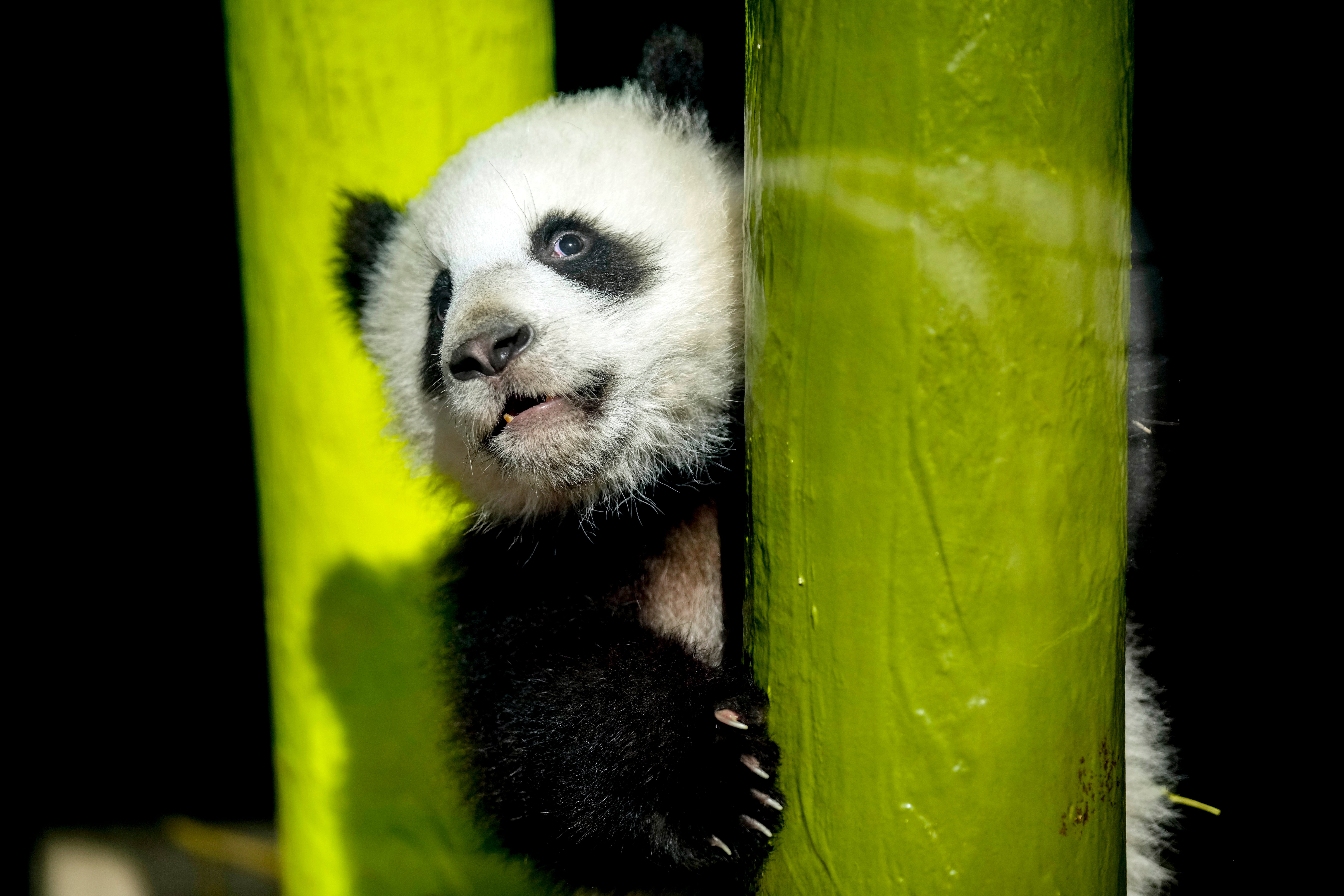APTOPIX Germany Giant Pandas
