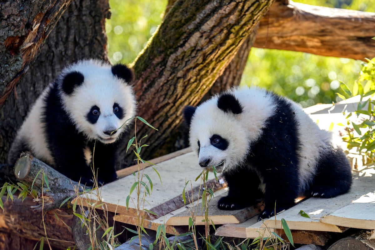 AP PHOTOS: Giant panda cub twins venture out for the first time at Berlin Zoo