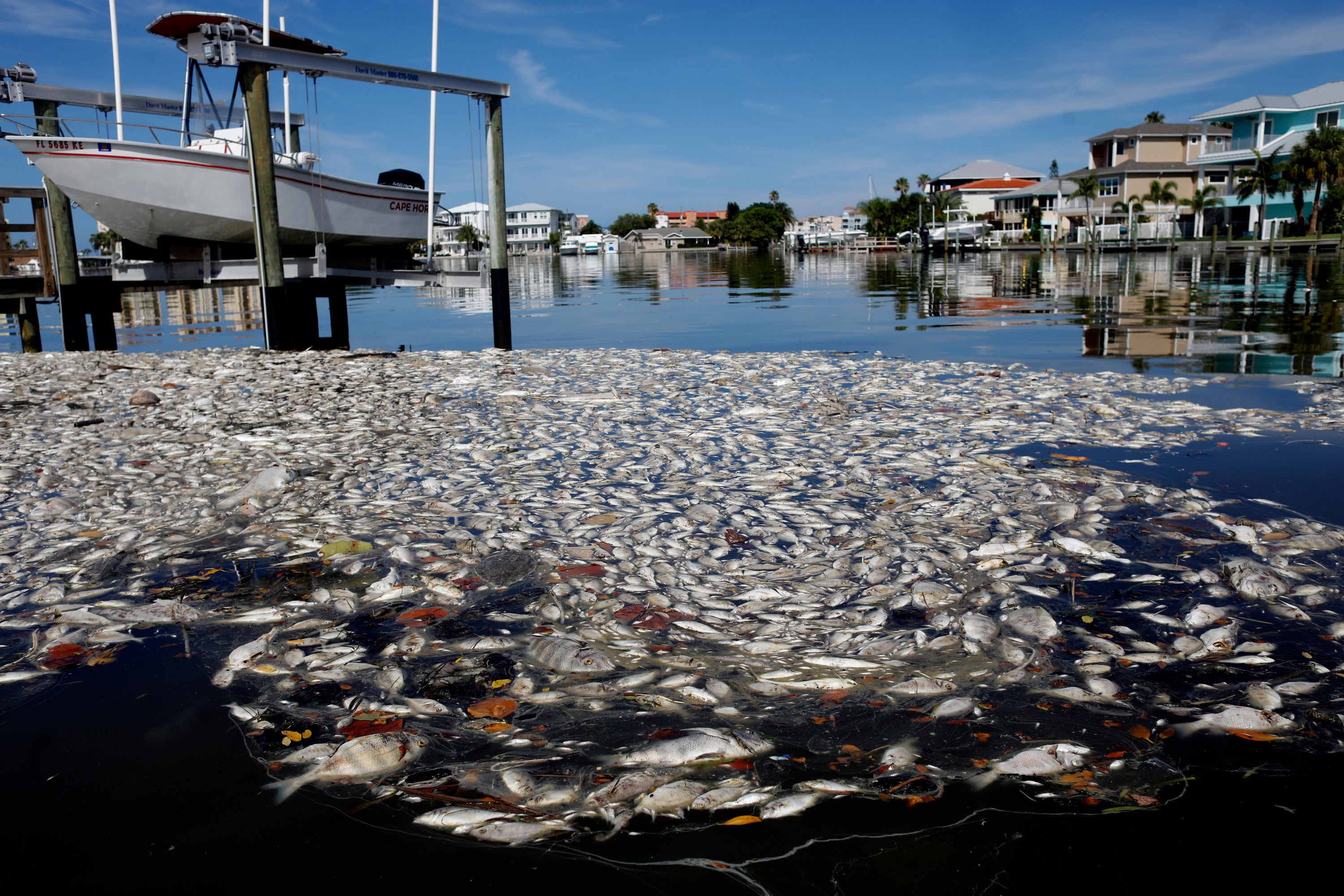 Red tides are harmful algae blooms. They can kill animals and, in rare cases, humans