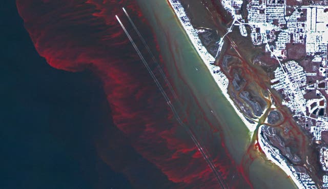 <p>File. Blooms of harmful algae Karenia brevis occur regularly along west coast of Florida, US</p>
