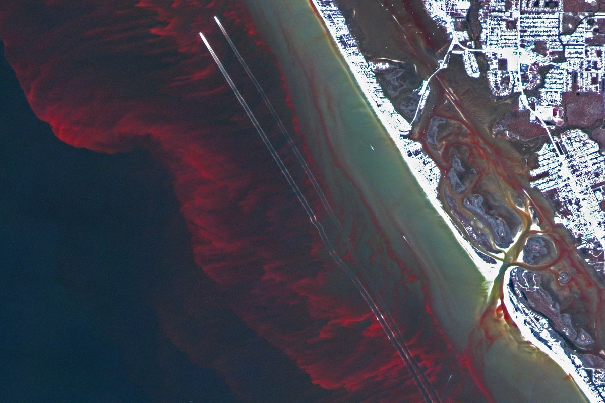 Toxic algae bloom kills hundreds of marine species in Australia