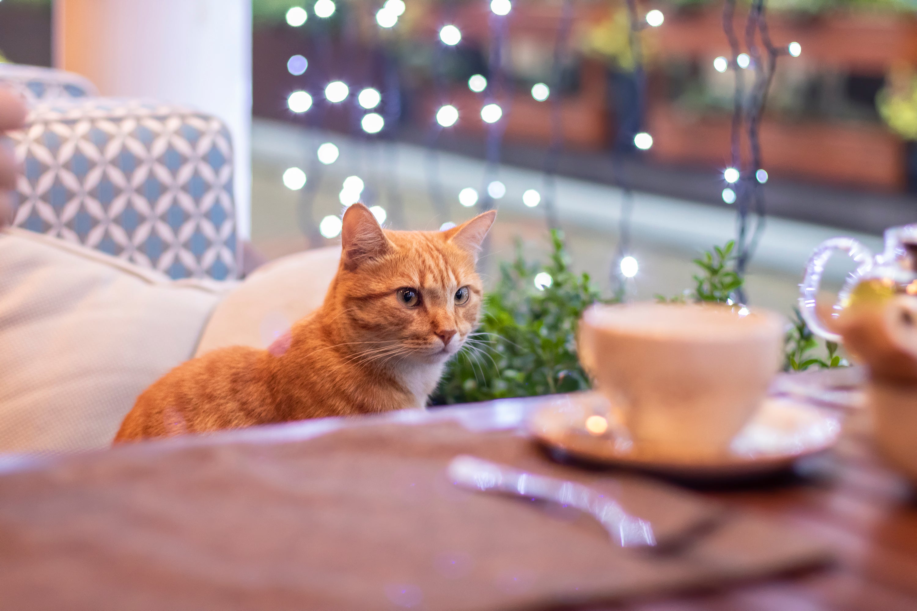 <p>RSPCA and Cats Protection are calling for the cafes to be phased out across the country.</p>