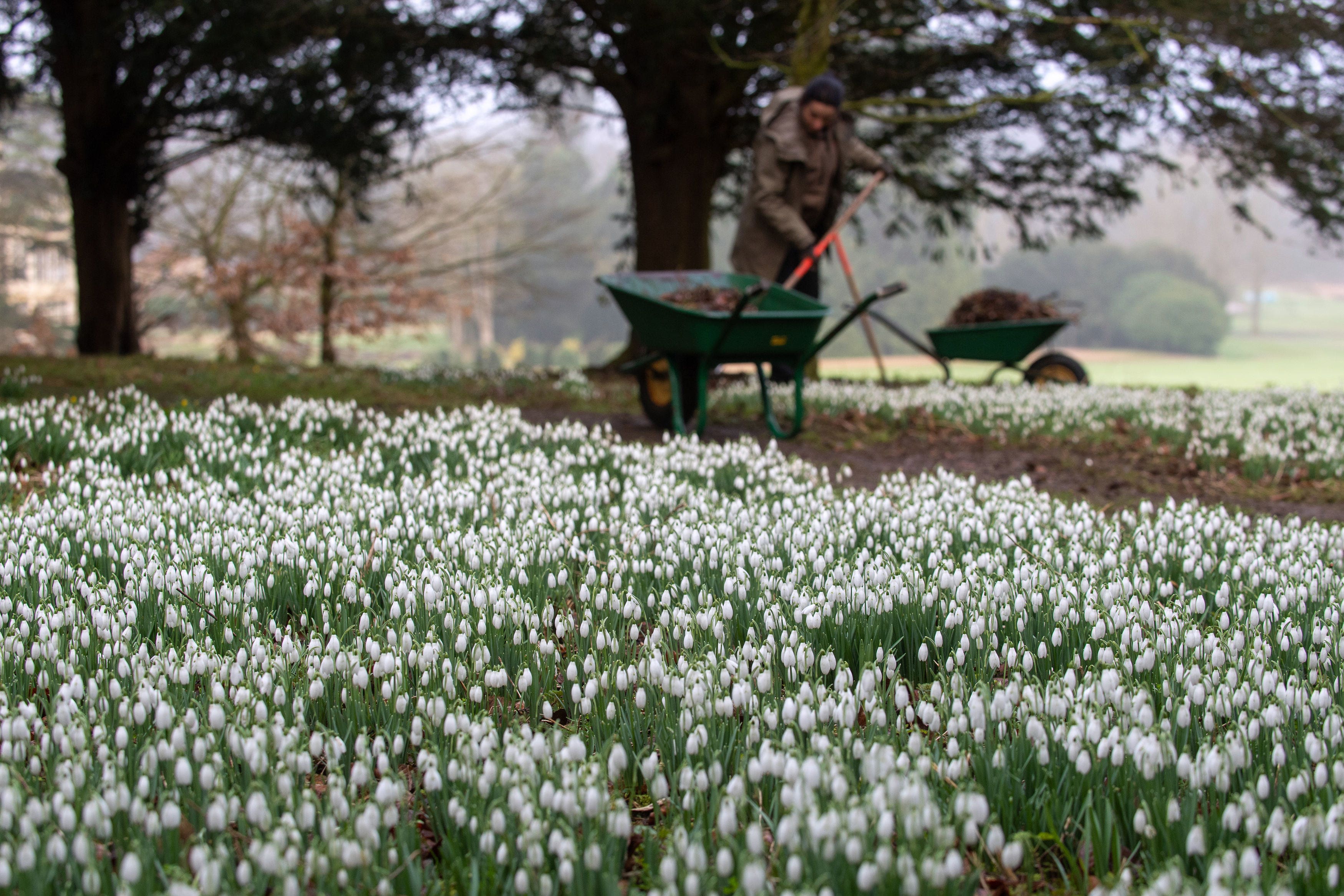 Snowdrops at Audley End Garden in Saffron Walden