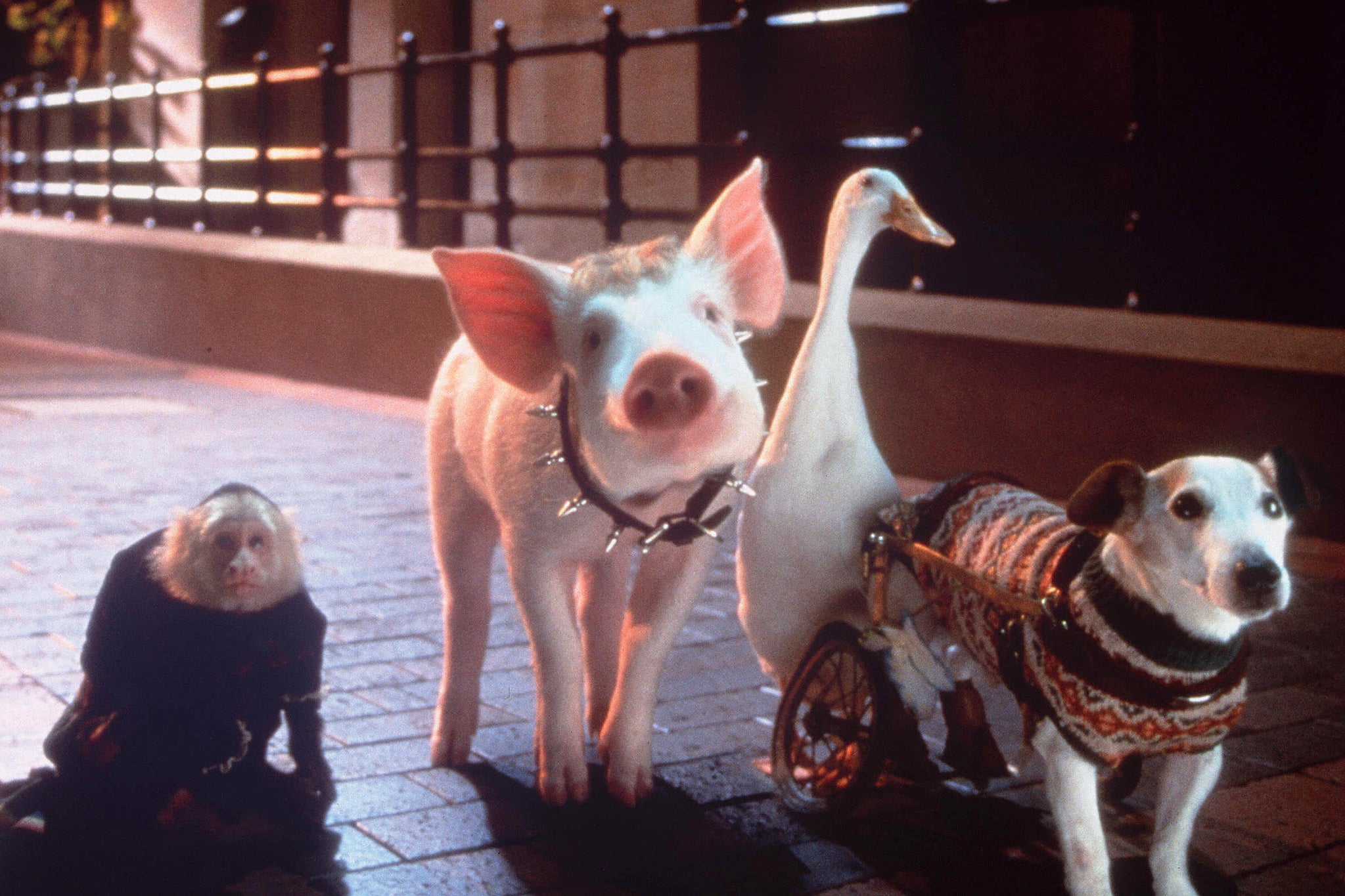 A handful of the broken, abandoned animals in ‘Babe: Pig in the City’