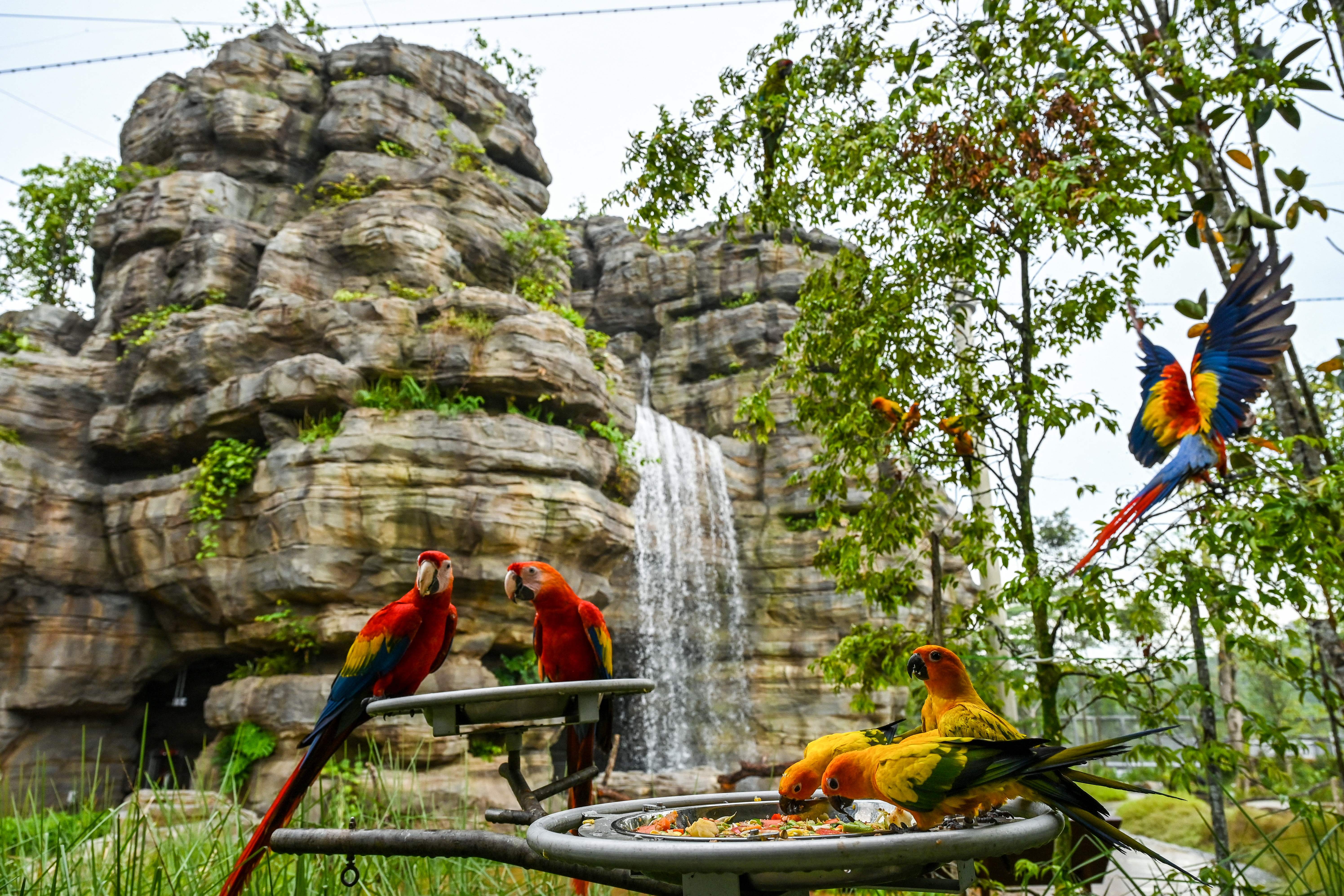 Spot one of the many thousands of bird species at Mandai Wildlife Reserve