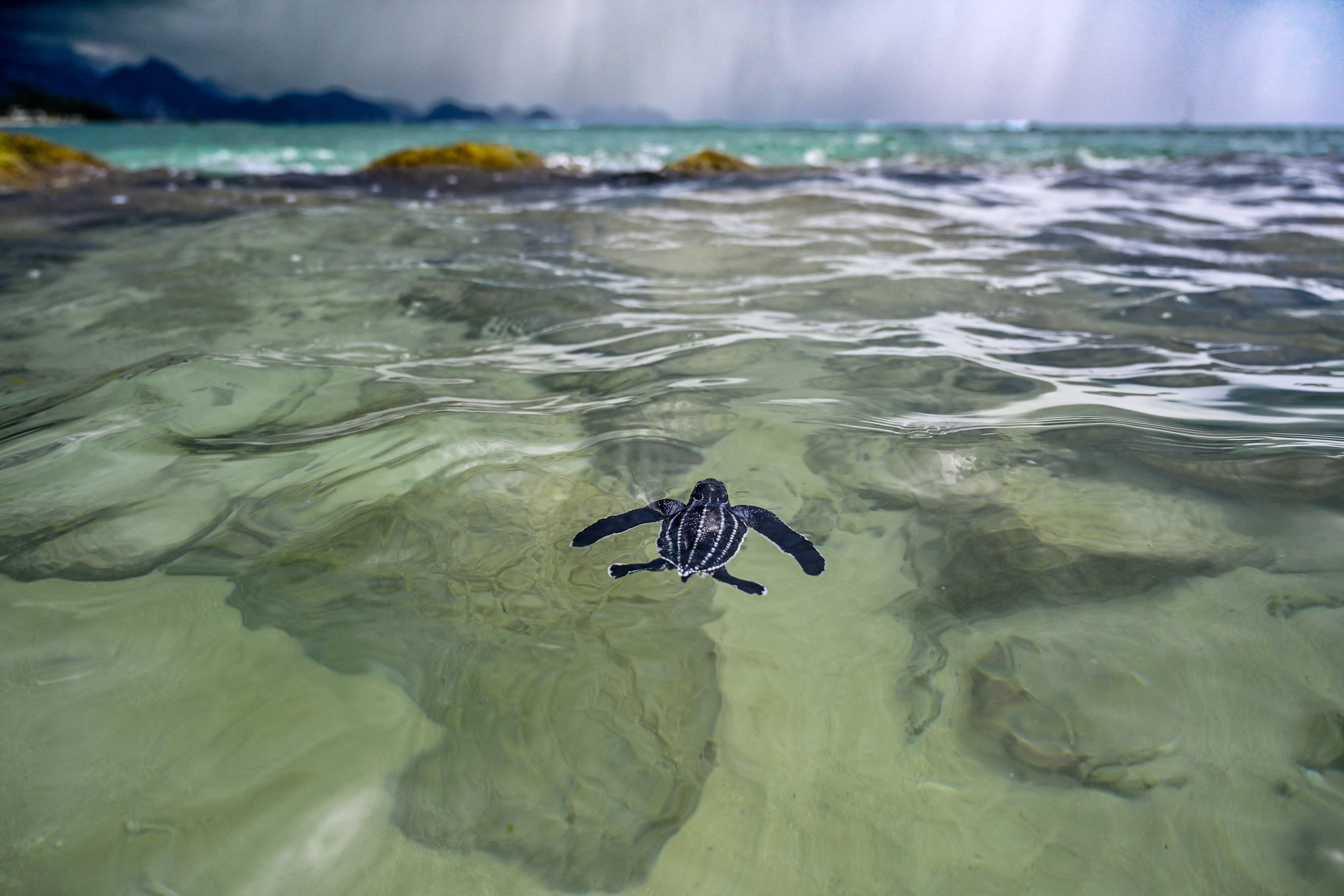 Climate change remains a threat to many marine species. Rising ocean temperatures can affect turtle reproduction