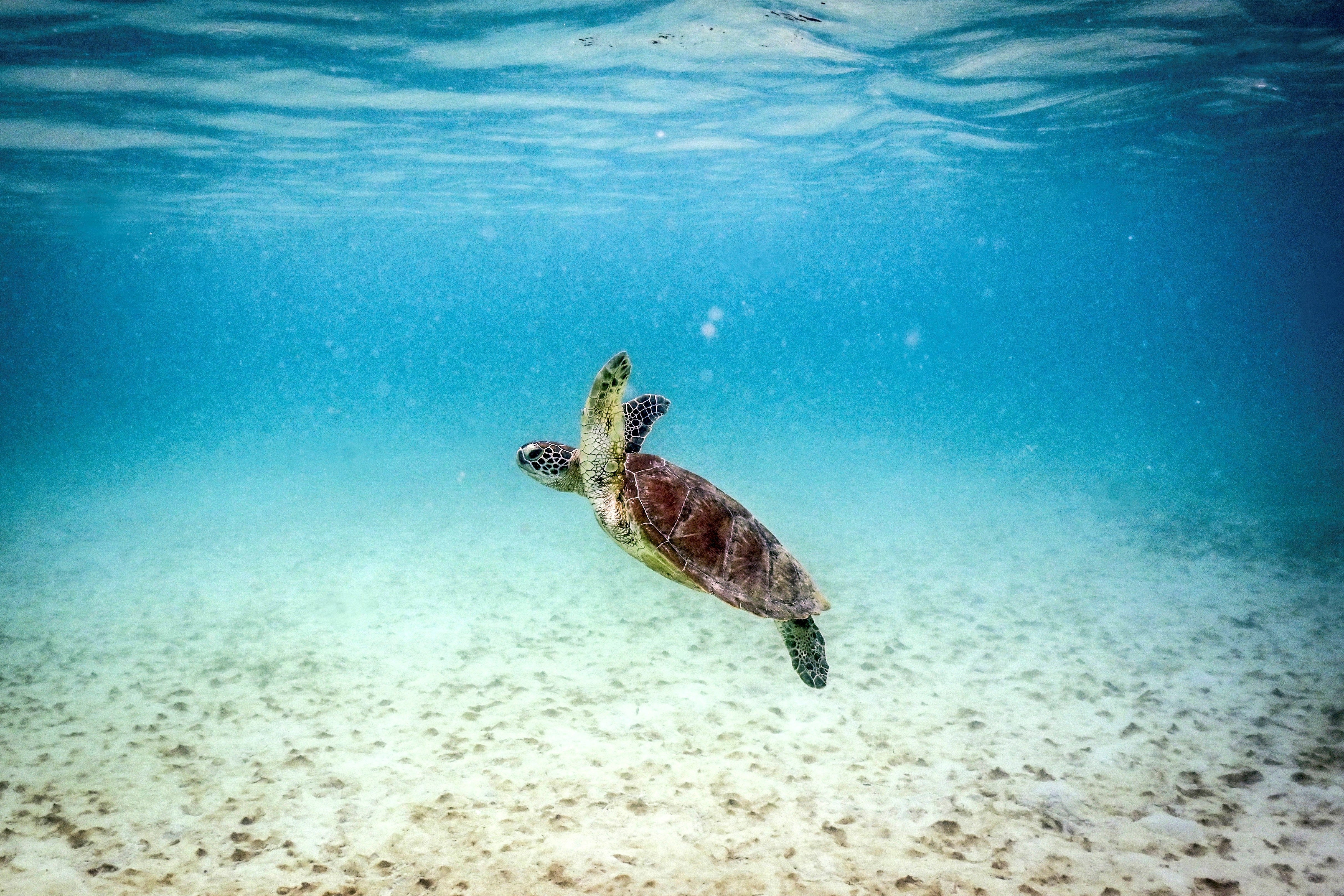 Green sea turtle populations are increasing. That’s partially because of recent conservation measures