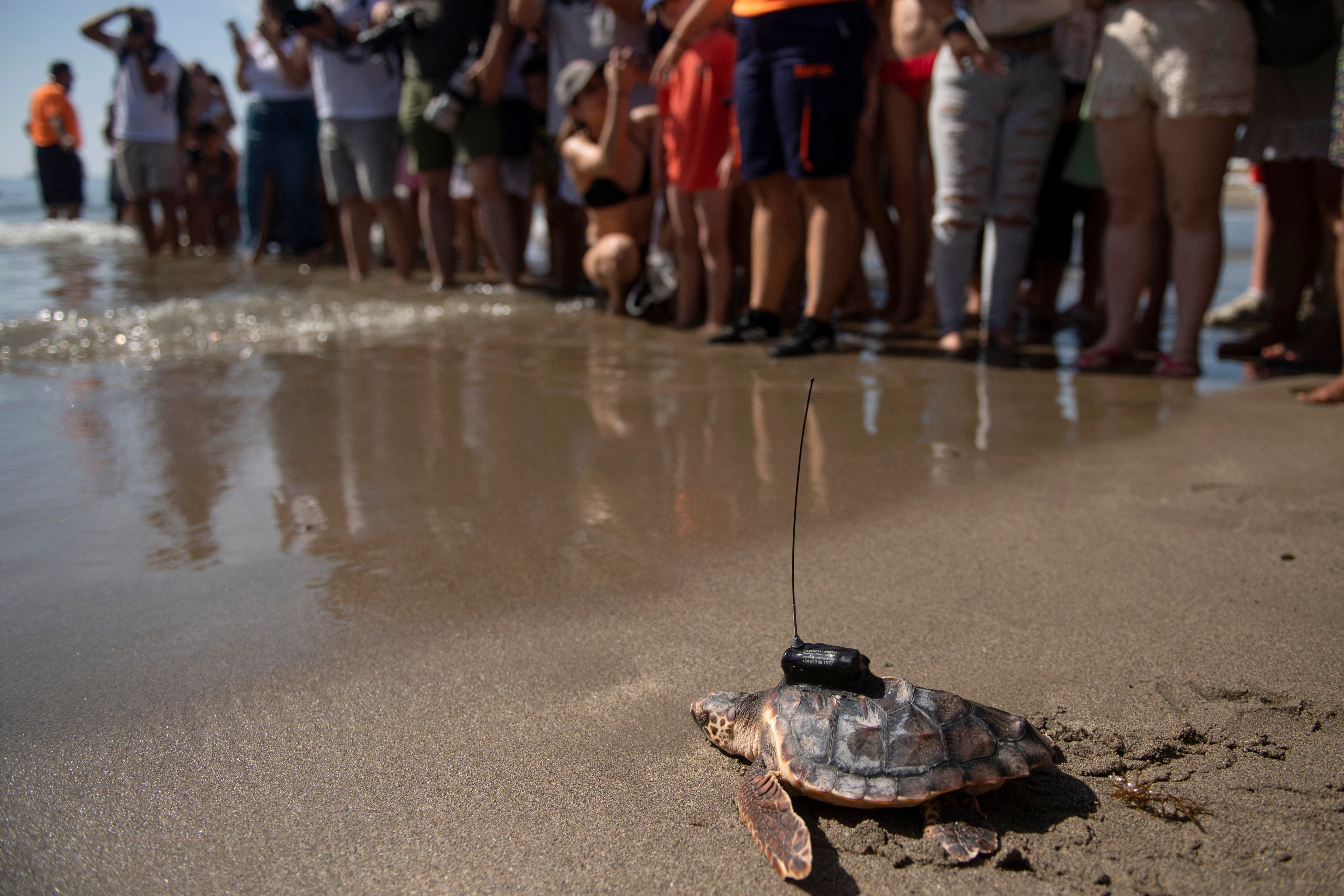 Researchers say that most sea turtle populations are rebounding. The news comes amid burgeoning climate change threats