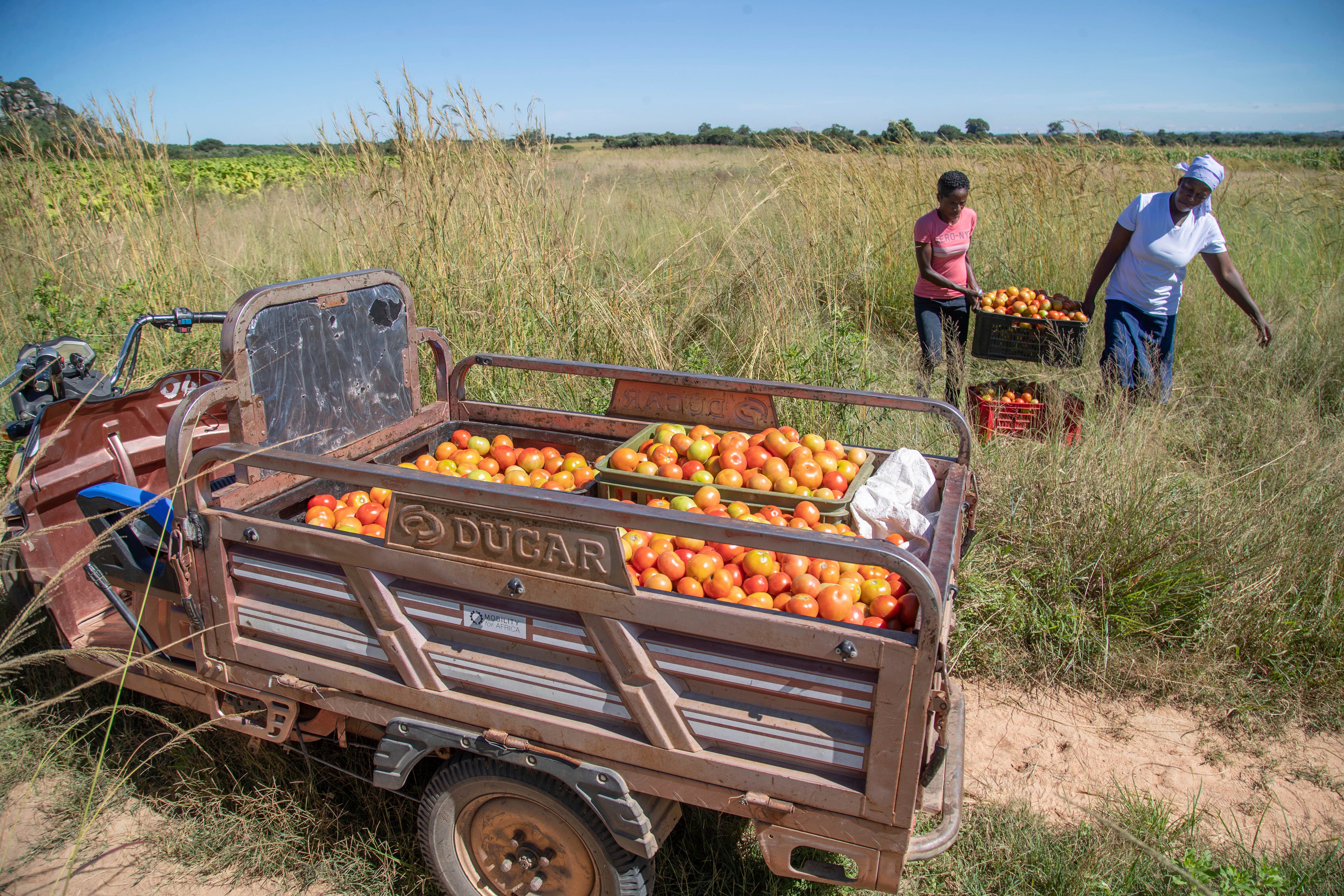 Zimbabwe Women Tricycles