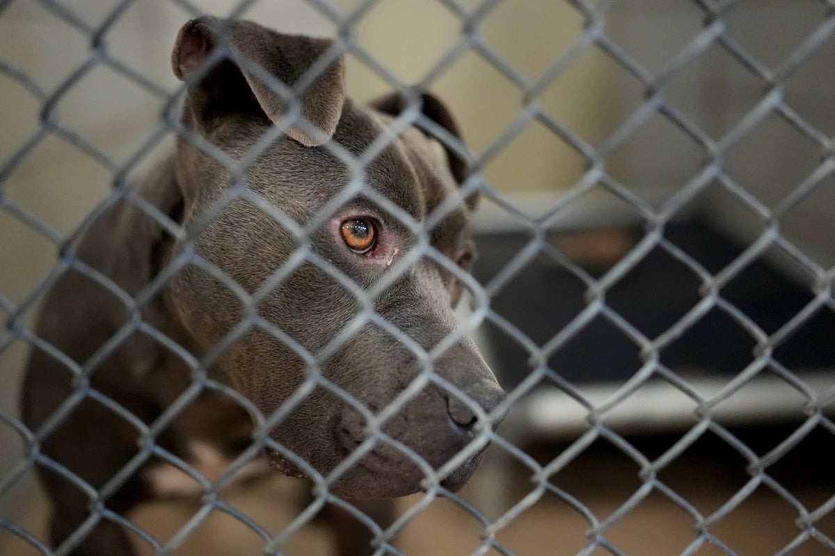 https://static.independent.co.uk/2025/03/22/13/Shelter_Dog_Influencer_13164.jpg?width=1200&height=800&crop=1200:800