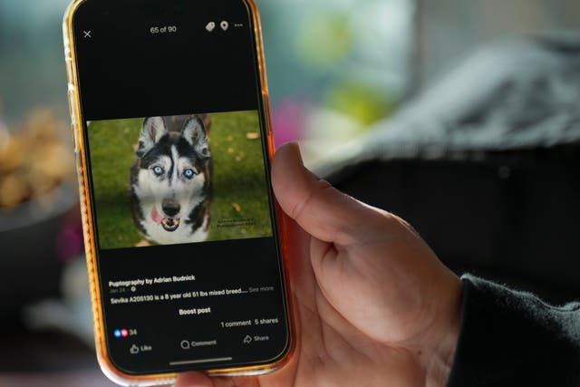 <p>Social media videos of unusual dogs have boosted adoption levels at a US shelter</p>