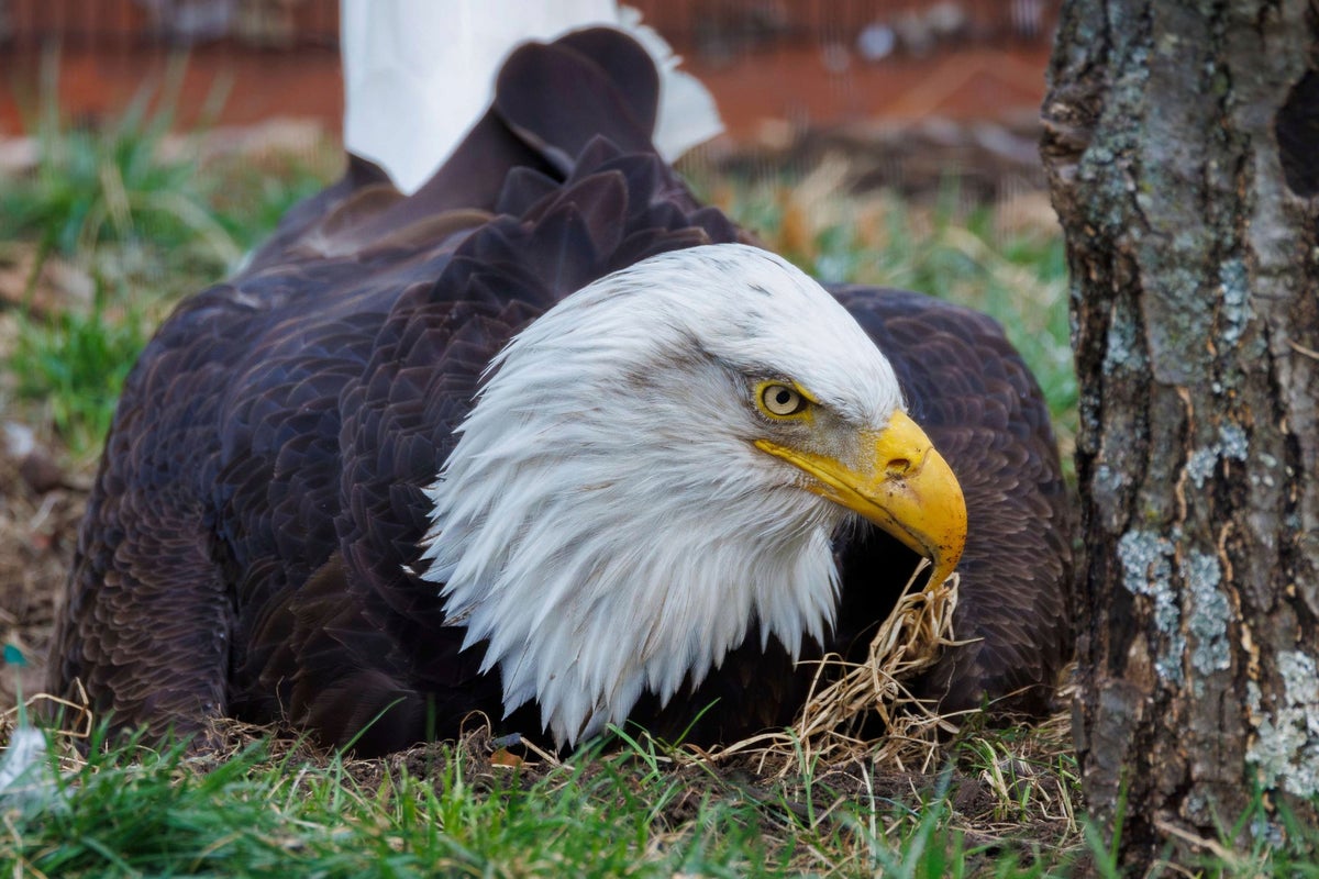 Murphy, the bald eagle and foster dad to a rock, has died after violent storms in Missouri