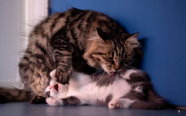 <p>China's first cloned kitten called Garlic (bottom) being licked by its surrogate mother at the Chinese company Sinogene</p>