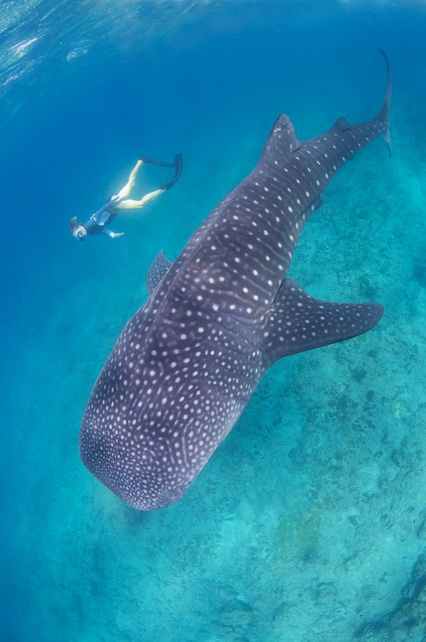 Diving with whale sharks