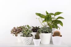 5 of the easiest houseplants to grow