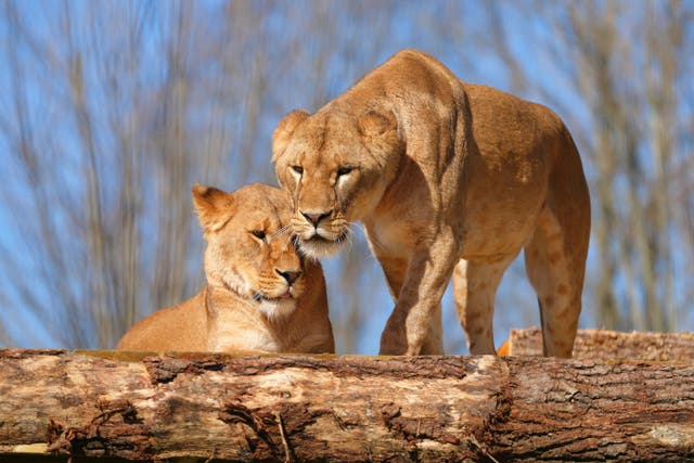 REINO UNIDO-UCRANIA-LEONES