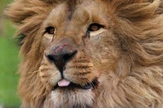 Animal sanctuary opens ‘forever home’ for five lions rescued from Ukraine