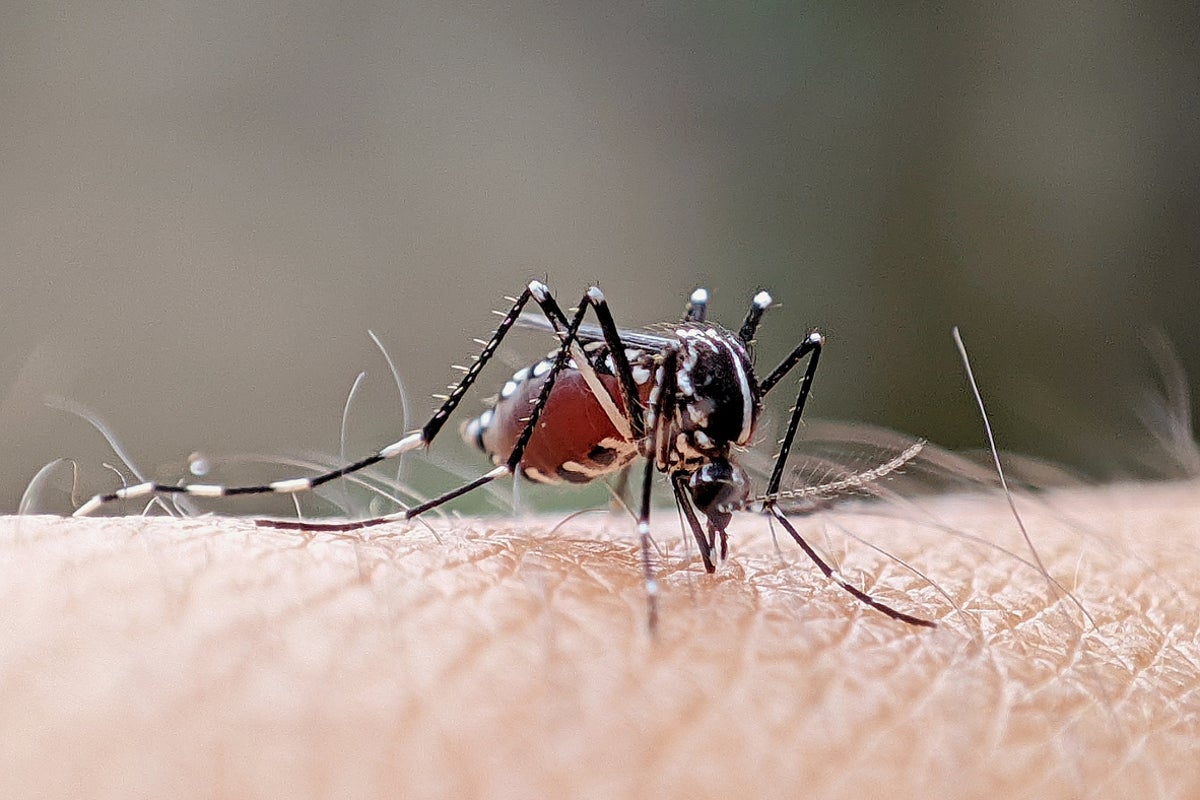 Urgent warning issued to Spring Break travelers as popular destination suffers dengue fever outbreak