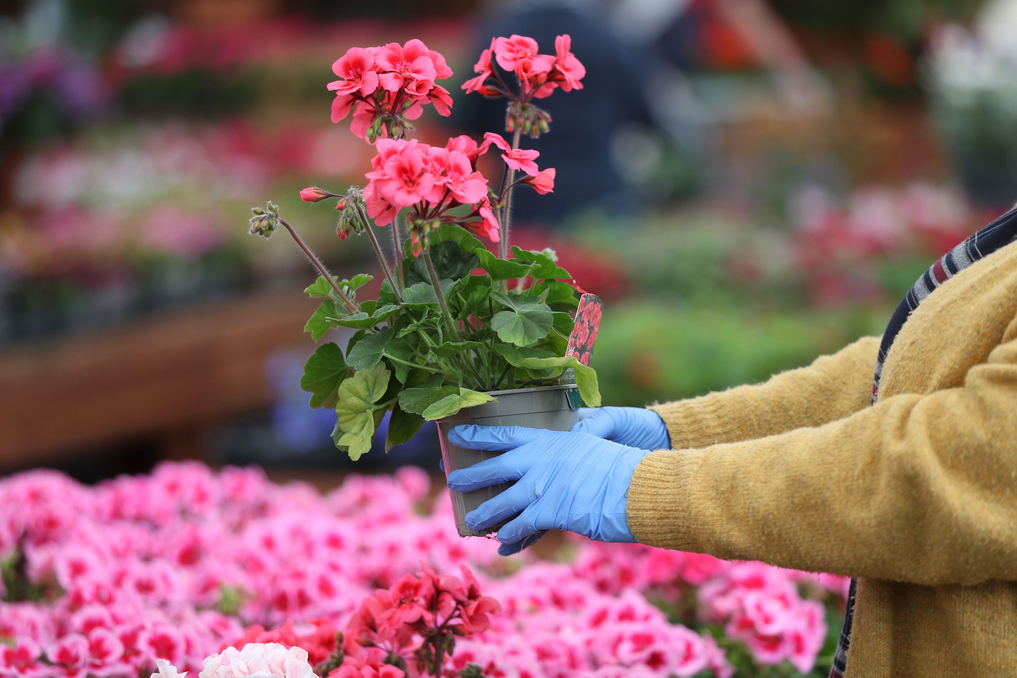 The horticulture sector in Northern Ireland made £70 million in 2023, MPs were told (Andrew Matthews/AP)