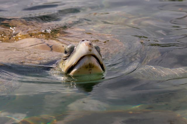 <p>Kemp's ridley turtles are critically endangered</p>