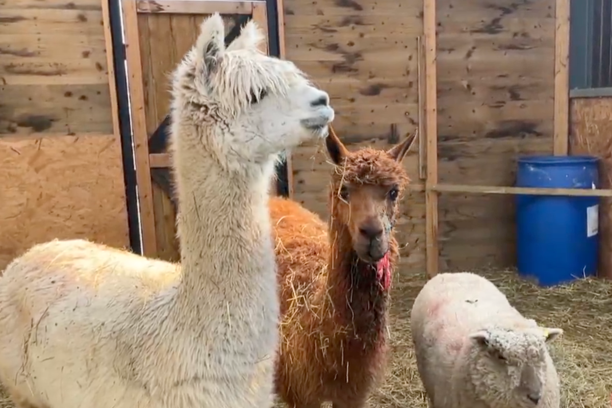 Four alpacas shot dead in ‘senseless’ killings on Cambridgeshire farm Four alpacas shot dead in ‘senseless’ killings on Cambridgeshire farm
