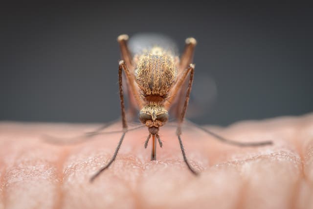Blackbirds under new threat after mosquito-borne disease arrives in UK ...