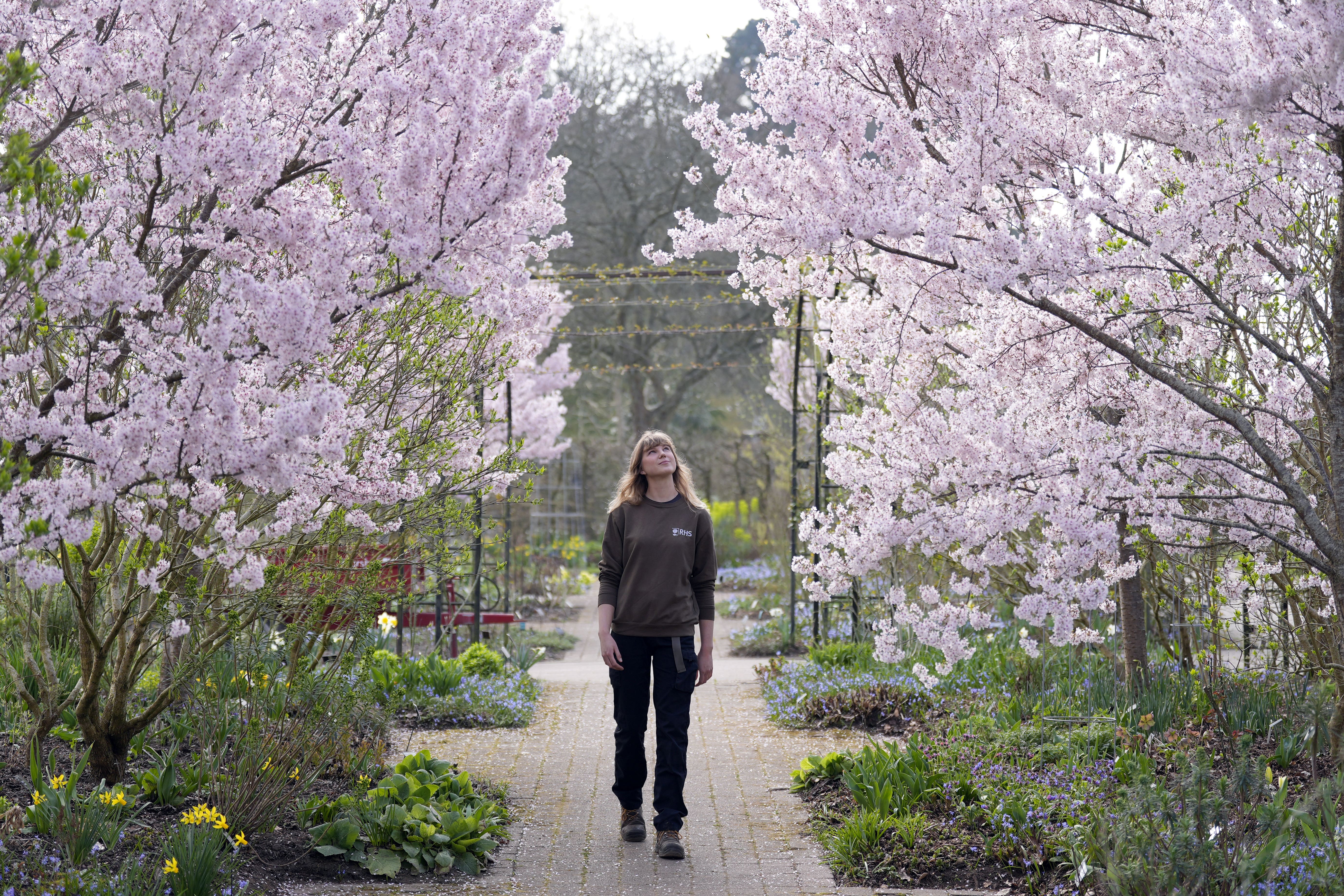 RHS Horticulturalist Chloe Knight looks at weeping cherry ‘Rosea’ trees (Andrew Matthews/PA)