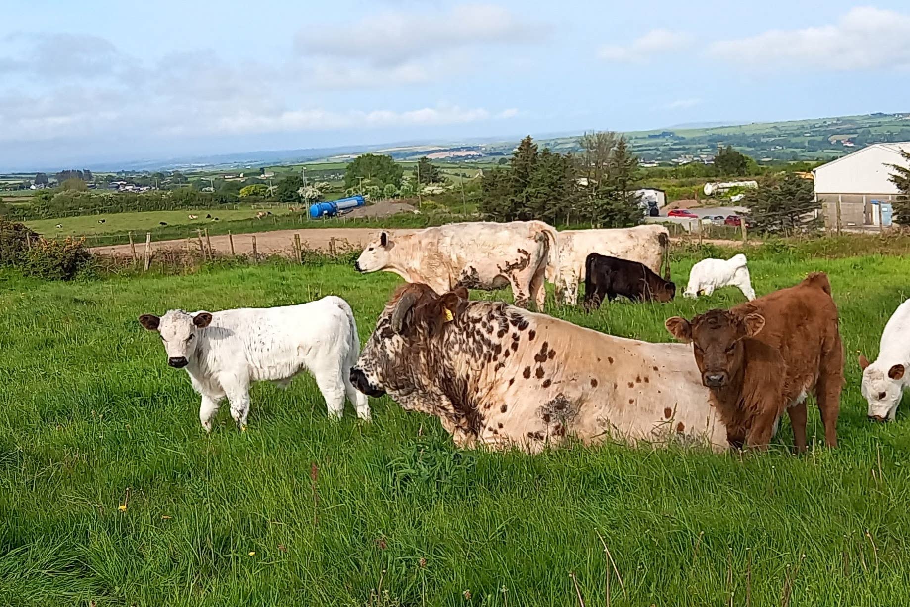 Ancient Cattle of Wales (Jenny Davies/PA)
