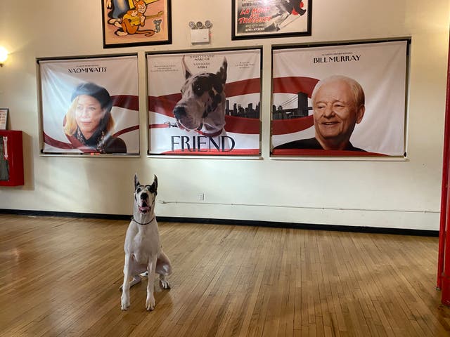 <p>Bing the Great Dane poses at an advance screening of 'The Friend'</p>