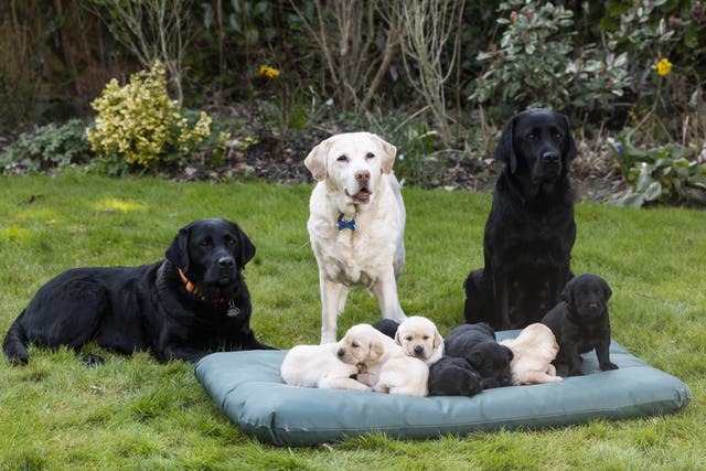 Connie (centre), with her daughter Sophie (left), granddaughter Coco (right) and alongside Coco’s yet-to-be-named puppies (Fabio De Paola Media Assignments/PA)