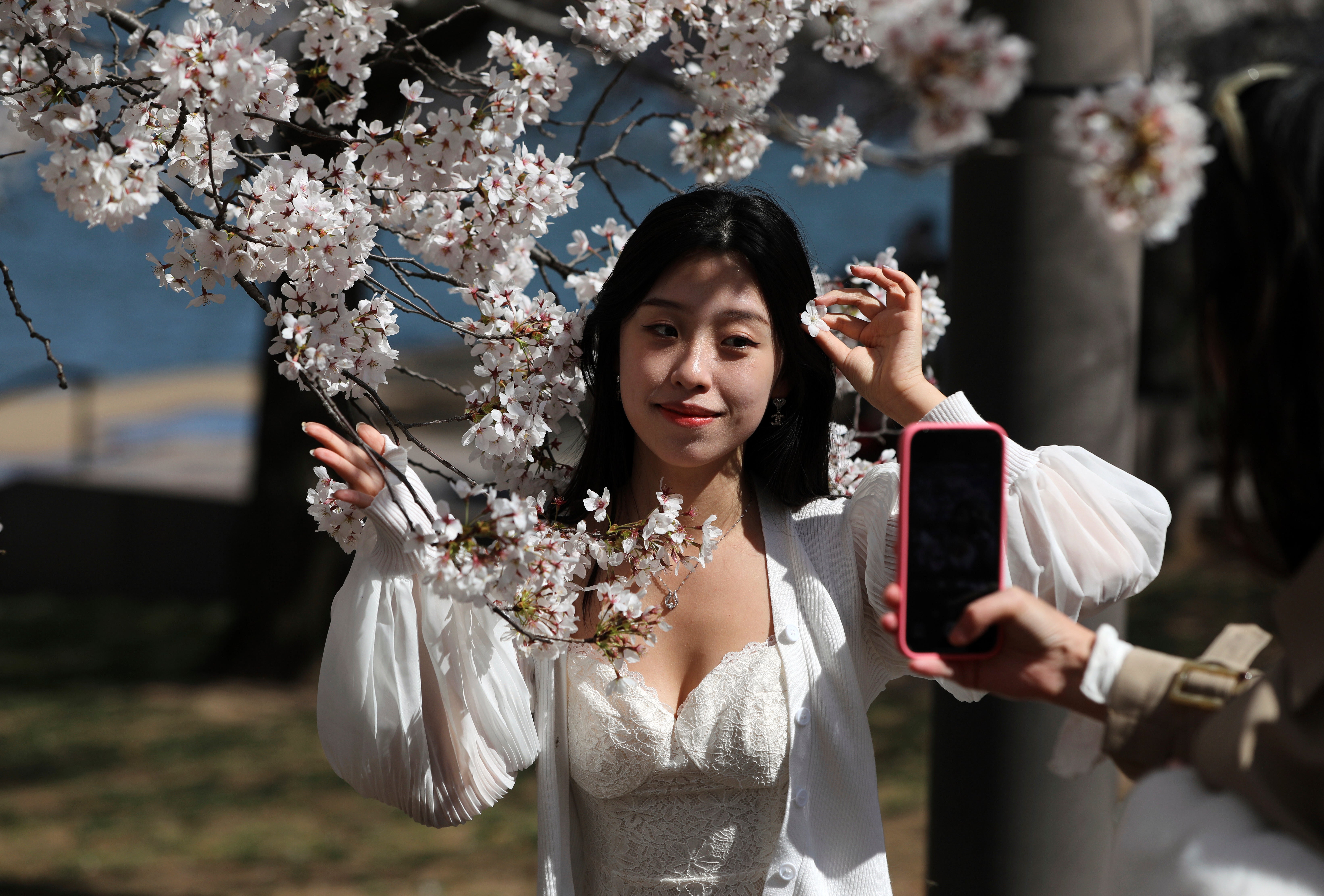 Washington Cherry Blossoms