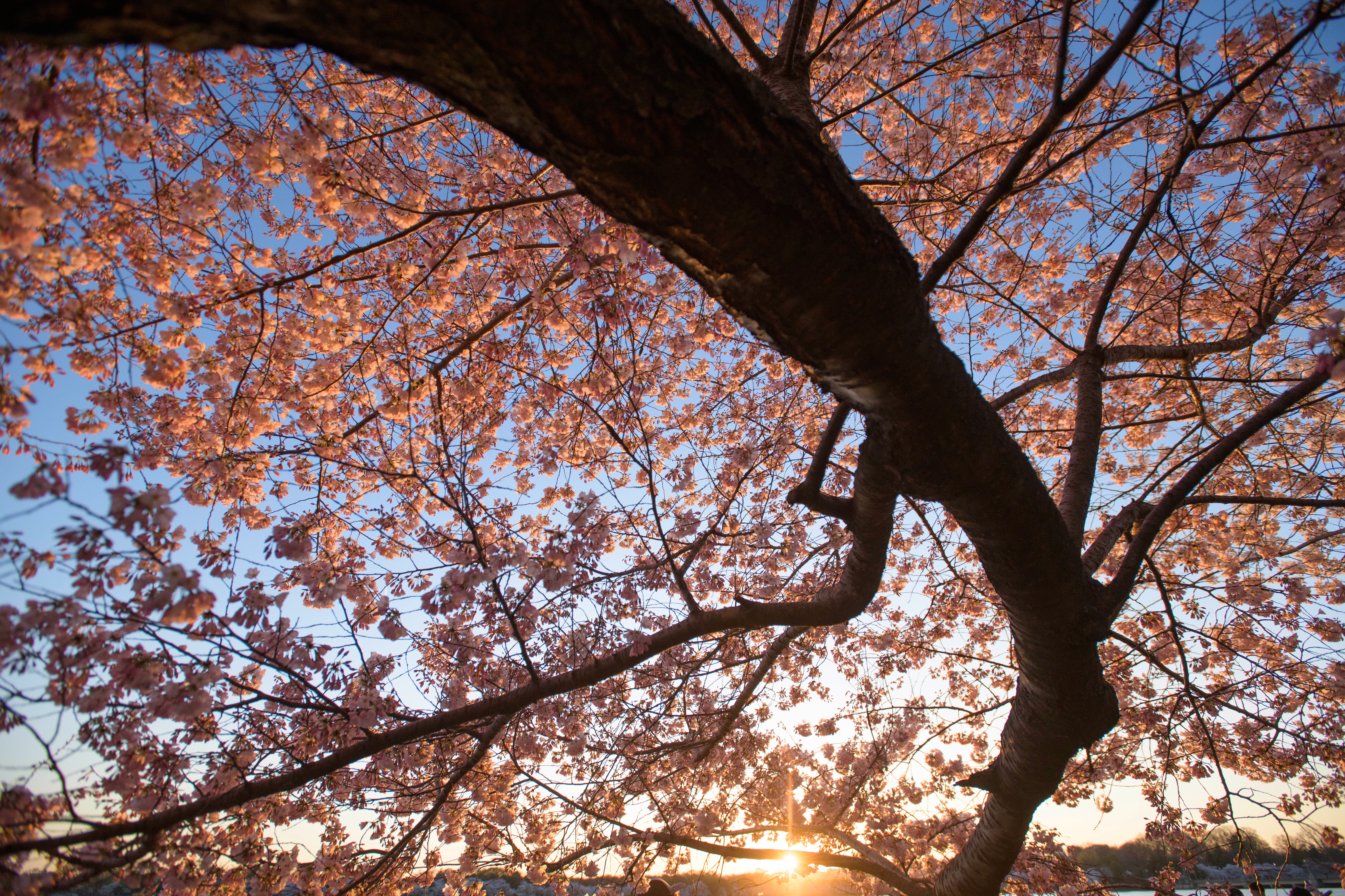 Washington Cherry Blossoms