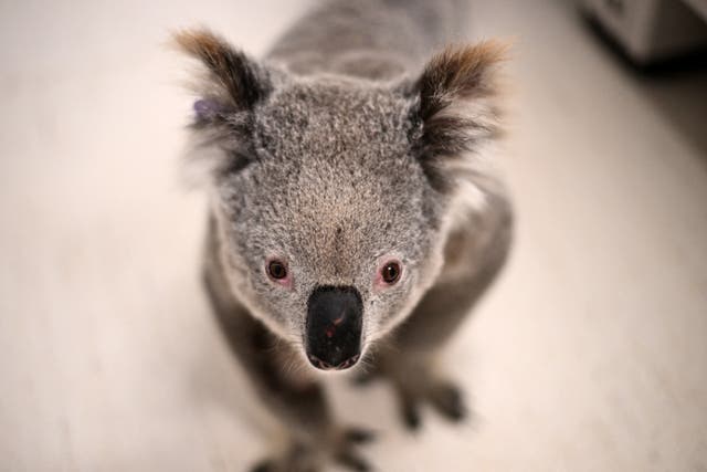 <p>Representative: A koala during a medical examination at the University of Sydney </p>