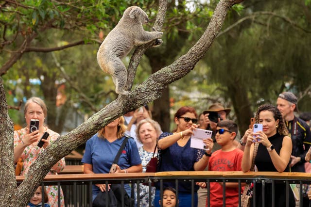 <p>A koala at a zoo in Sydney, Australia</p>