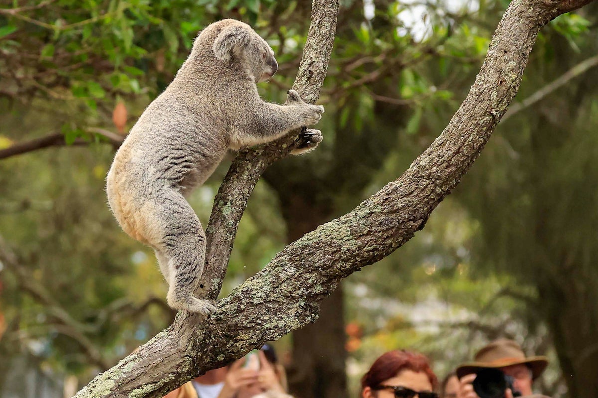 Outcry over orphaned joeys after Australia shoots hundreds of koalas from helicopters