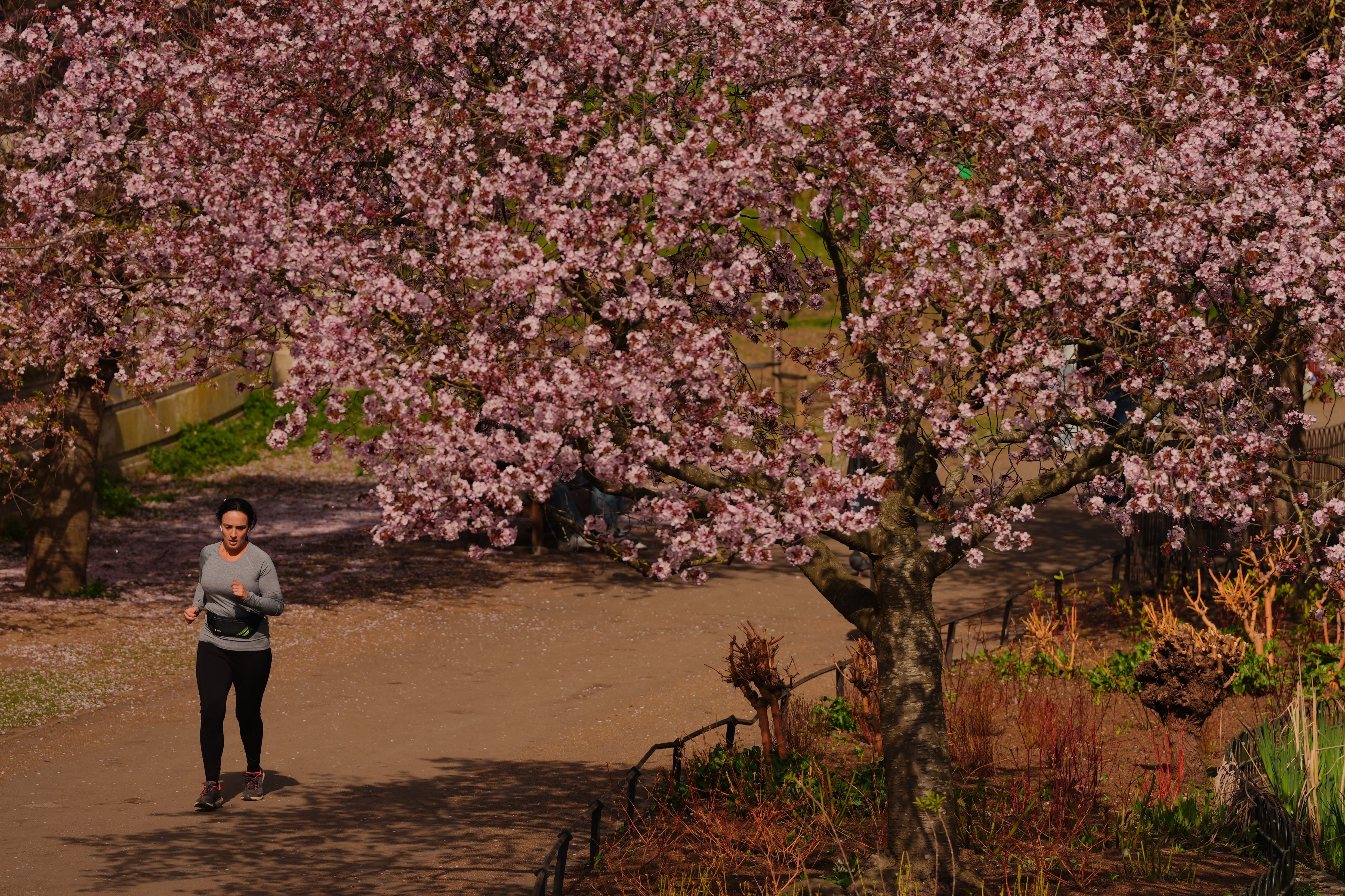 A woman jogs beneath a canopy of blossoming trees in St James’s Park, central London (Jonathan Brady/PA)