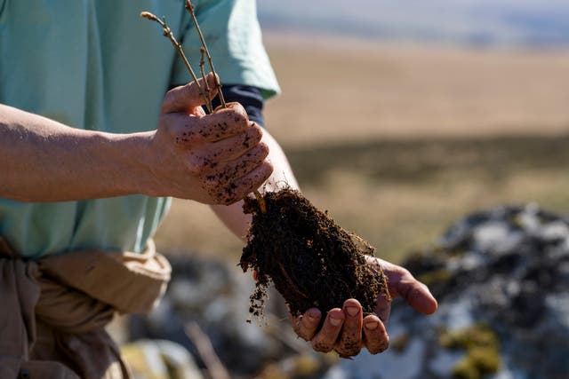 Tree planting near Wistman’s Wood, Dartmoor (Duchy of Cornwall/Charles Sainsbury-Plaice/PA)