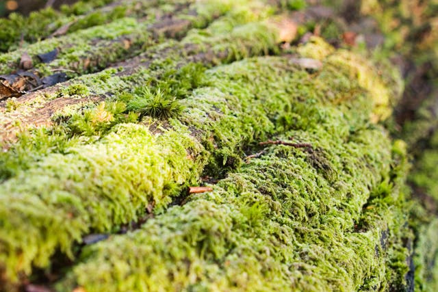 Experts said moss was an ‘amazing plant’ that often got overlooked (Alamy/PA)