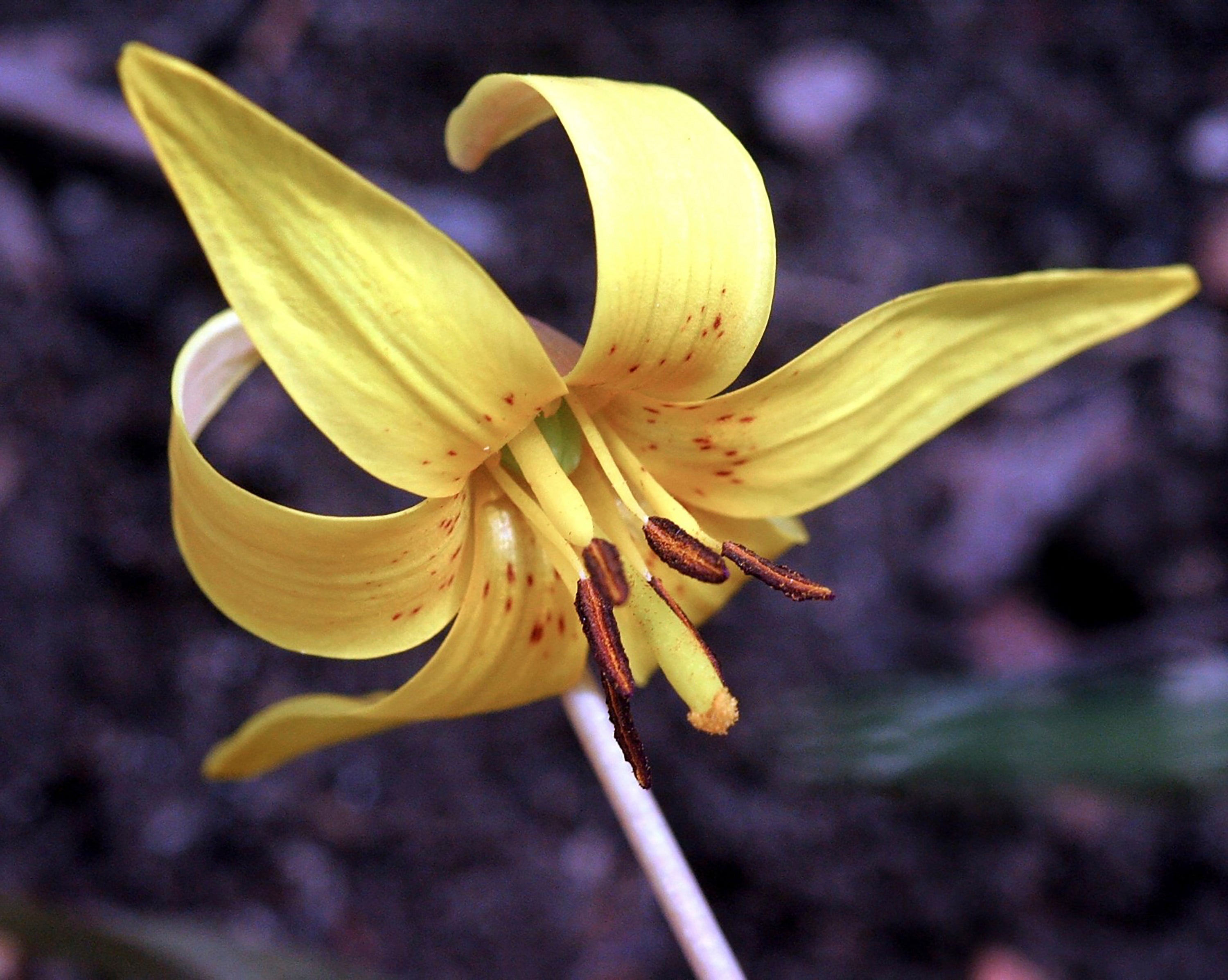Gardening-Native Spring Ephemeral