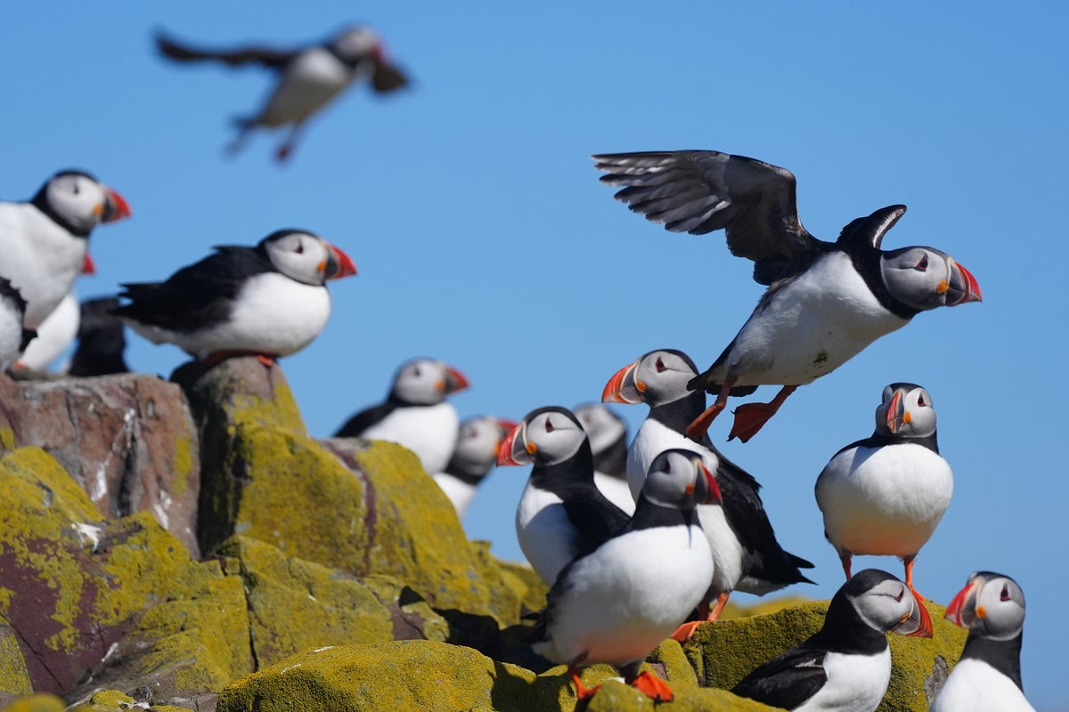 Puffin numbers plummet on conservation islands in concerning' new survey