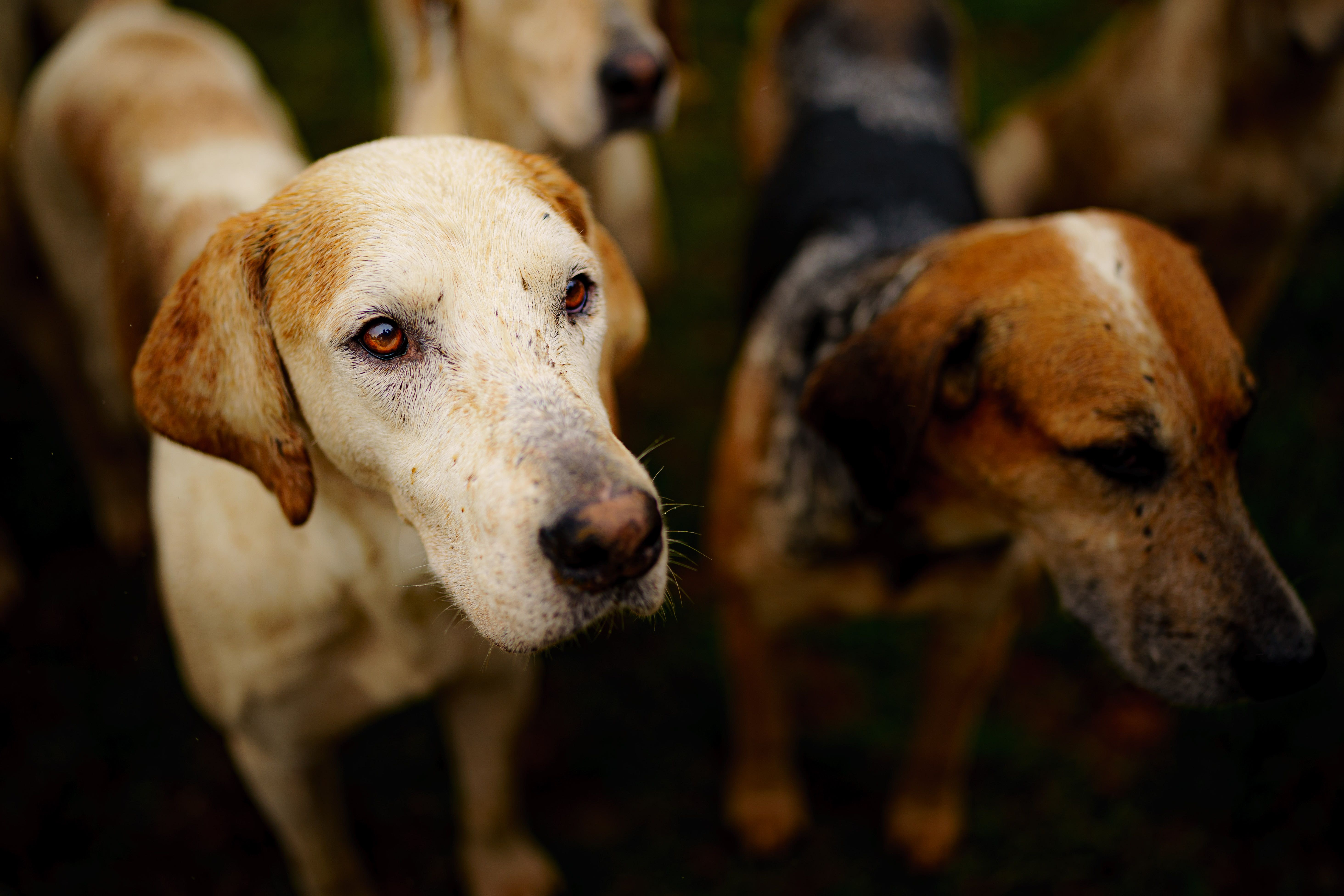 Perran Moon called for ‘custodial sentences’ if hunt organisers flout fox hunting rules (Ben Birchall/PA)